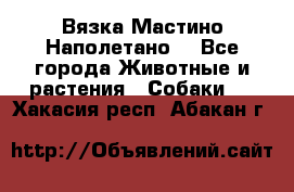 Вязка Мастино Наполетано  - Все города Животные и растения » Собаки   . Хакасия респ.,Абакан г.